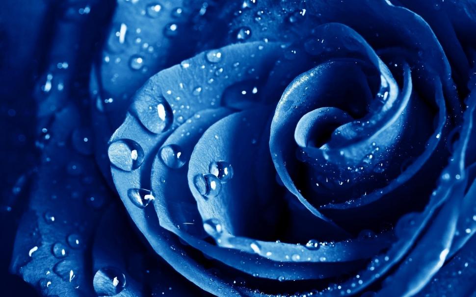 Beatiful Rose Blue wallpaper,blue HD wallpaper,beatiful HD wallpaper,rose HD wallpaper,flowers HD wallpaper,nature & landscapes HD wallpaper,2560x1600 wallpaper