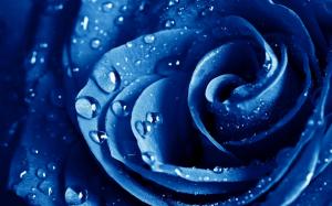Beatiful Rose Blue wallpaper thumb