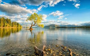 Tree In The Middle Of a Lake wallpaper thumb