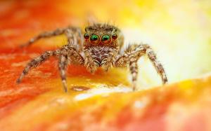 Scary Spider HD wallpaper thumb