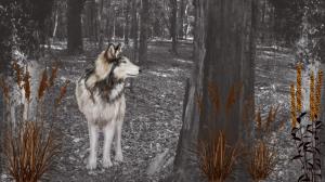 Wolf In Woods wallpaper thumb