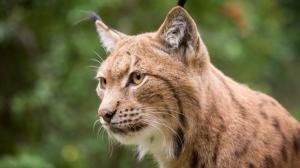 Lynx face close-up, yellow eyes, whiskers wallpaper thumb