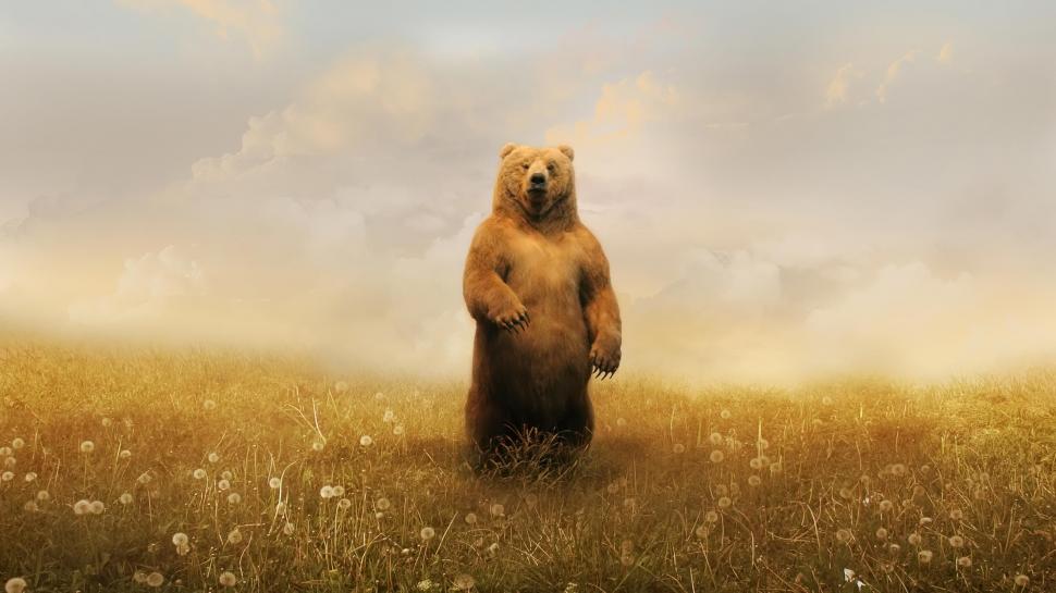 Grizzly Bear Bear HD wallpaper,animals HD wallpaper,bear HD wallpaper,grizzly HD wallpaper,2560x1440 wallpaper