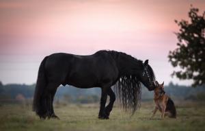 Black horse and german shepherd wallpaper thumb