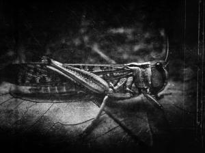 Insects Cricket High Resolution wallpaper thumb