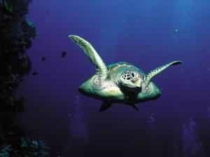 Sea Turtle, Animals, Sea, Fish, Rocks, Dark, Photography wallpaper thumb