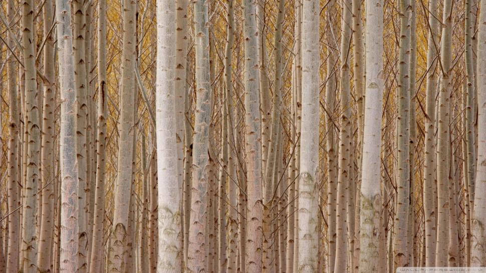 A Forest Of White Tree Trunks wallpaper,trunks HD wallpaper,rows HD wallpaper,forest HD wallpaper,white HD wallpaper,nature & landscapes HD wallpaper,1920x1080 wallpaper