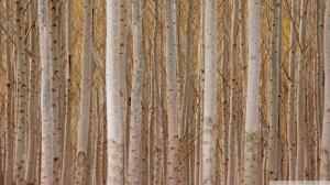A Forest Of White Tree Trunks wallpaper thumb