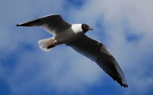 Black-headed gull, wings flap, blue sky wallpaper thumb