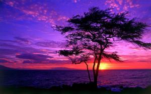 Tree silhouette in the purple sunset wallpaper thumb