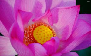 Pink Lotus Flower wallpaper thumb