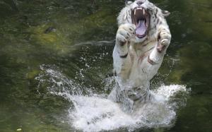 Tiger Water Splash Jump wallpaper thumb