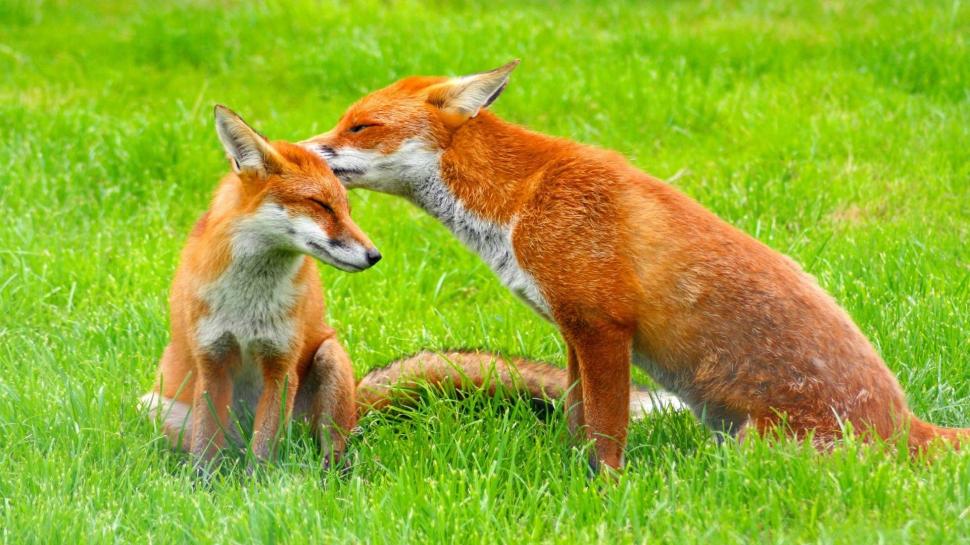 Two foxes on the grass wallpaper,Two HD wallpaper,Fox HD wallpaper,Grass HD wallpaper,1920x1080 wallpaper