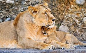 lion, lioness, couple, baby wallpaper thumb