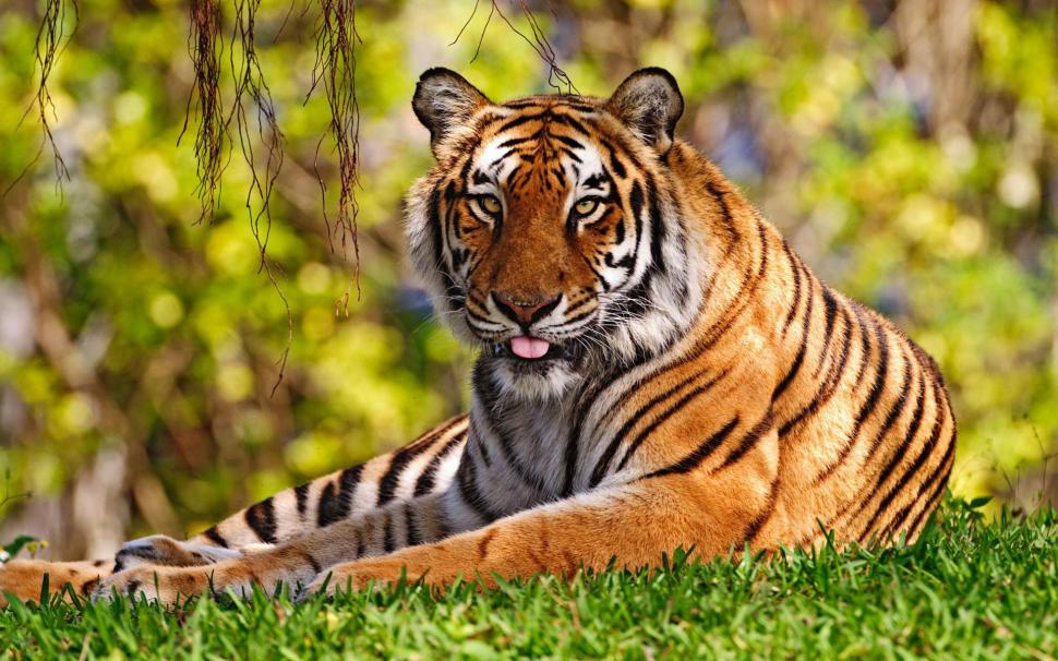 Tiger Widescreen wallpaper,widescreen HD wallpaper,tiger HD wallpaper,tigers HD wallpaper,1920x1200 wallpaper