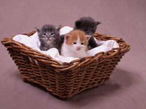 Cute Kittens In A Basket. wallpaper thumb