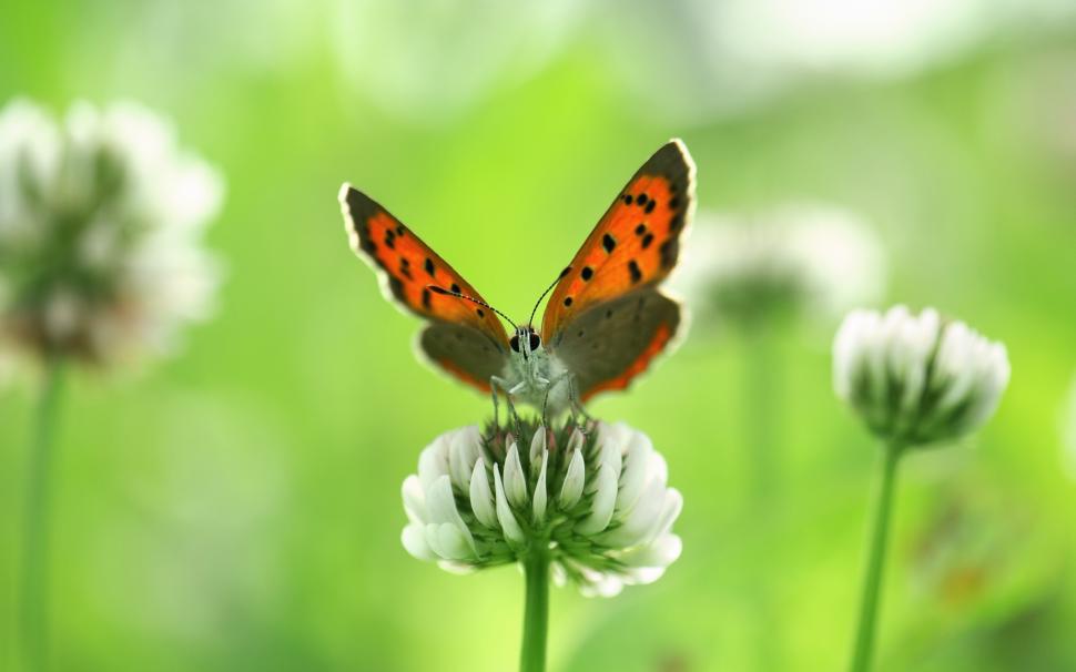 Insect butterfly close-up, white wildflowers in summer wallpaper,Insect HD wallpaper,Butterfly HD wallpaper,White HD wallpaper,Wildflowers HD wallpaper,Summer HD wallpaper,1920x1200 wallpaper