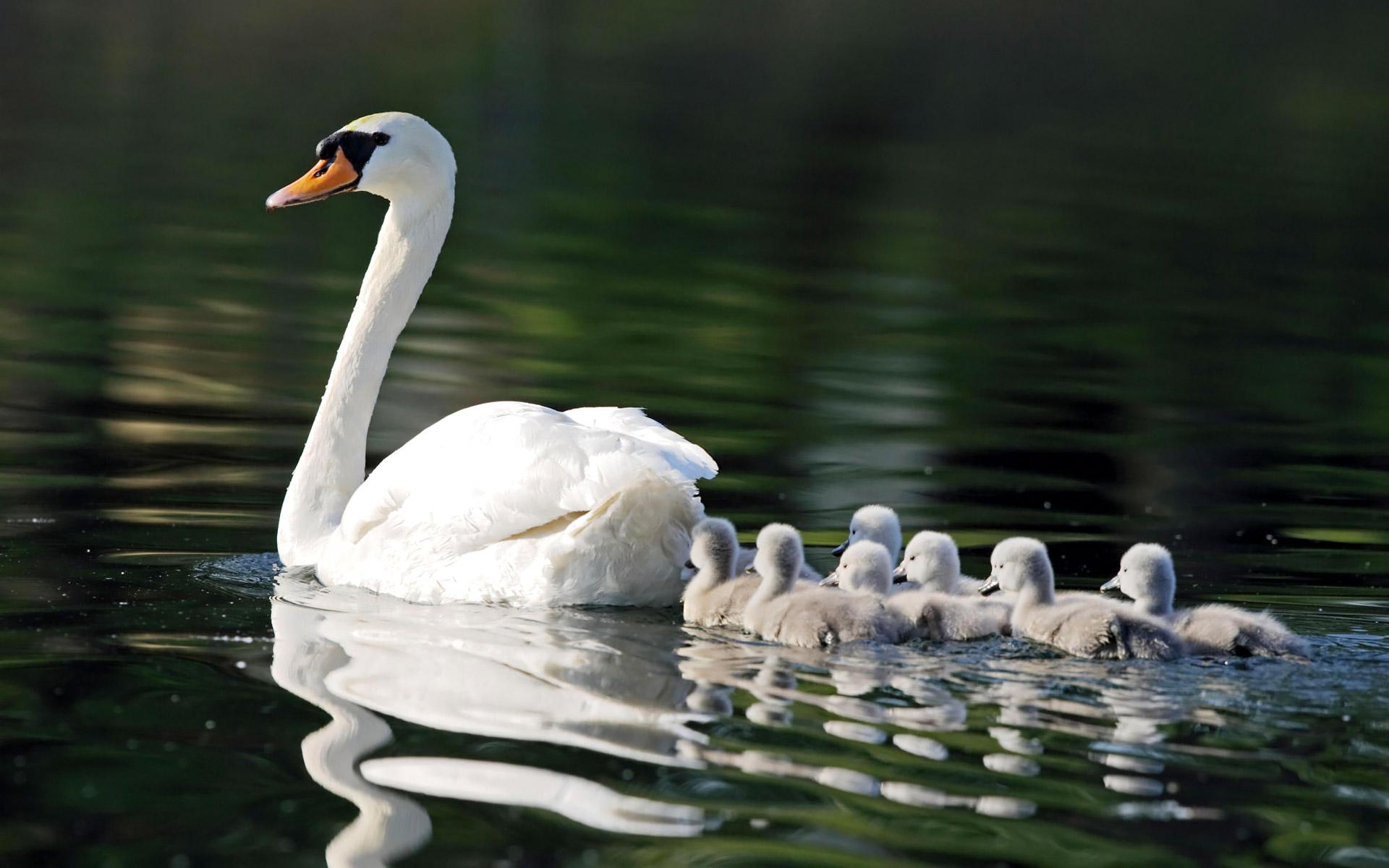 After the death of the mother, Father Swan stepped up to care for baby swans
