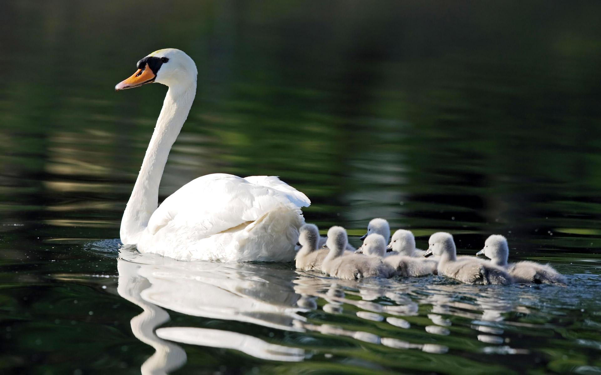 Dedicated Father Swan Steps Up to Care for His Six Young After Tragic ...