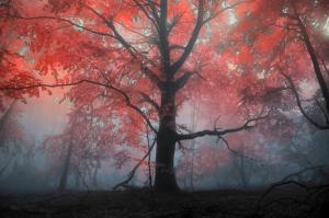 Fog and tree, Autumn wallpaper thumb