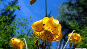 Yellow Lily wallpaper thumb