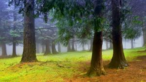 Trees, Nature, Mist, Moss wallpaper thumb