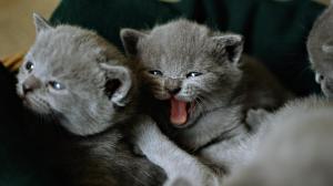Two Tiny Kittens wallpaper thumb