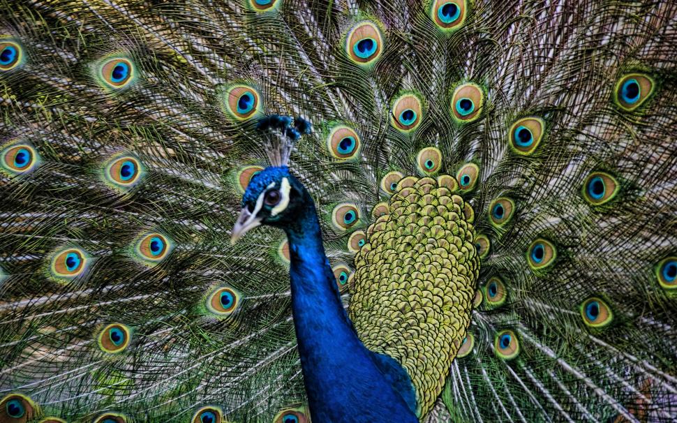 Peacock Feathers HD wallpaper,animals HD wallpaper,feathers HD wallpaper,peacock HD wallpaper,2560x1600 wallpaper