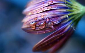 Purple flower with water droplets wallpaper thumb