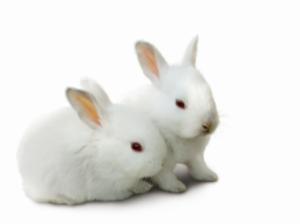 Cute White Rabbits wallpaper thumb