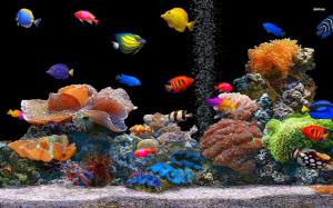 Fish Free Desktop wallpaper thumb