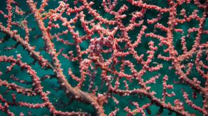 Sea Horse Corals Disguise HD 1080p wallpaper thumb