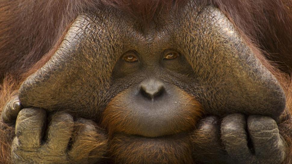 Orangutan wallpaper,monkey HD wallpaper,mammal HD wallpaper,animals HD wallpaper,primates HD wallpaper,orangutan HD wallpaper,1920x1080 wallpaper