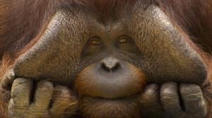 Orangutan wallpaper thumb