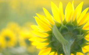 Sunflower close-up, flower cap, rear, yellow petals wallpaper thumb
