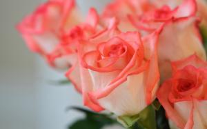 Pink flowers, roses, petals wallpaper thumb