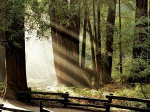 Redwood Trees Forest Sunlight HD wallpaper thumb
