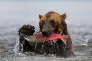 bear, fish, fishing, water, wet wallpaper thumb