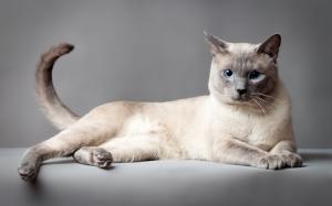 Thai cat, blue eyes, gray background wallpaper thumb
