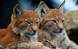 Lynx, wild cat, family wallpaper thumb