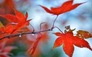 Autumn, red maple leaves, water droplets wallpaper thumb