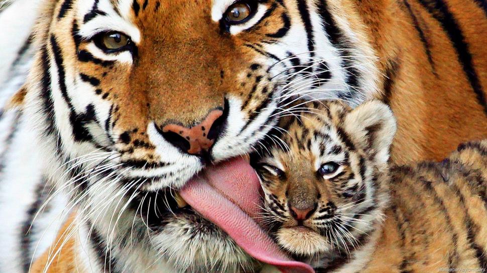 Tiger mom cub wallpaper,tiger HD wallpaper,mom HD wallpaper,cub HD wallpaper,wildlife HD wallpaper,HD Wallpaper HD wallpaper,animals HD wallpaper,beautiful HD wallpaper,1920x1080 wallpaper