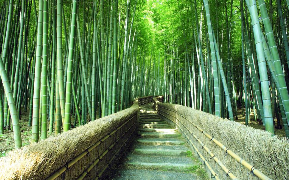 Bamboo forest trails, green scenery wallpaper,bamboo forest trails HD wallpaper,green scenery HD wallpaper,1920x1200 wallpaper
