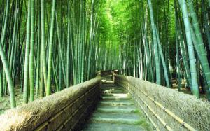 Bamboo forest trails, green scenery wallpaper thumb