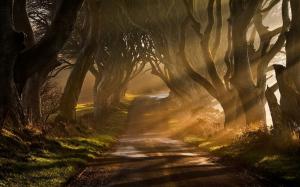 Nature, Landscape, Mist, Sun Rays, Road, Trees, Grass, Shrubs, Sunrise, Ireland wallpaper thumb