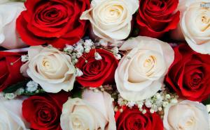 Beautiful White And Red Roses wallpaper thumb
