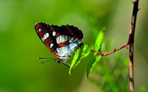 Butterfly on green leaf wallpaper thumb