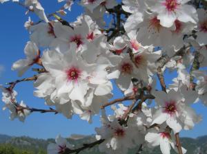Mallorca - Almond Blossom wallpaper thumb