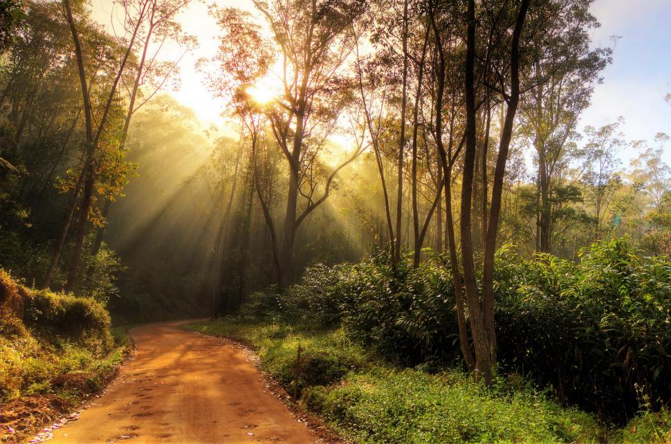 Forests Trees Shrubs Rays of light Trail Nature wallpaper,nature HD wallpaper,forests HD wallpaper,trees HD wallpaper,shrubs HD wallpaper,rays of light HD wallpaper,trail HD wallpaper,3000x1988 wallpaper