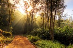Forests Trees Shrubs Rays of light Trail Nature wallpaper thumb